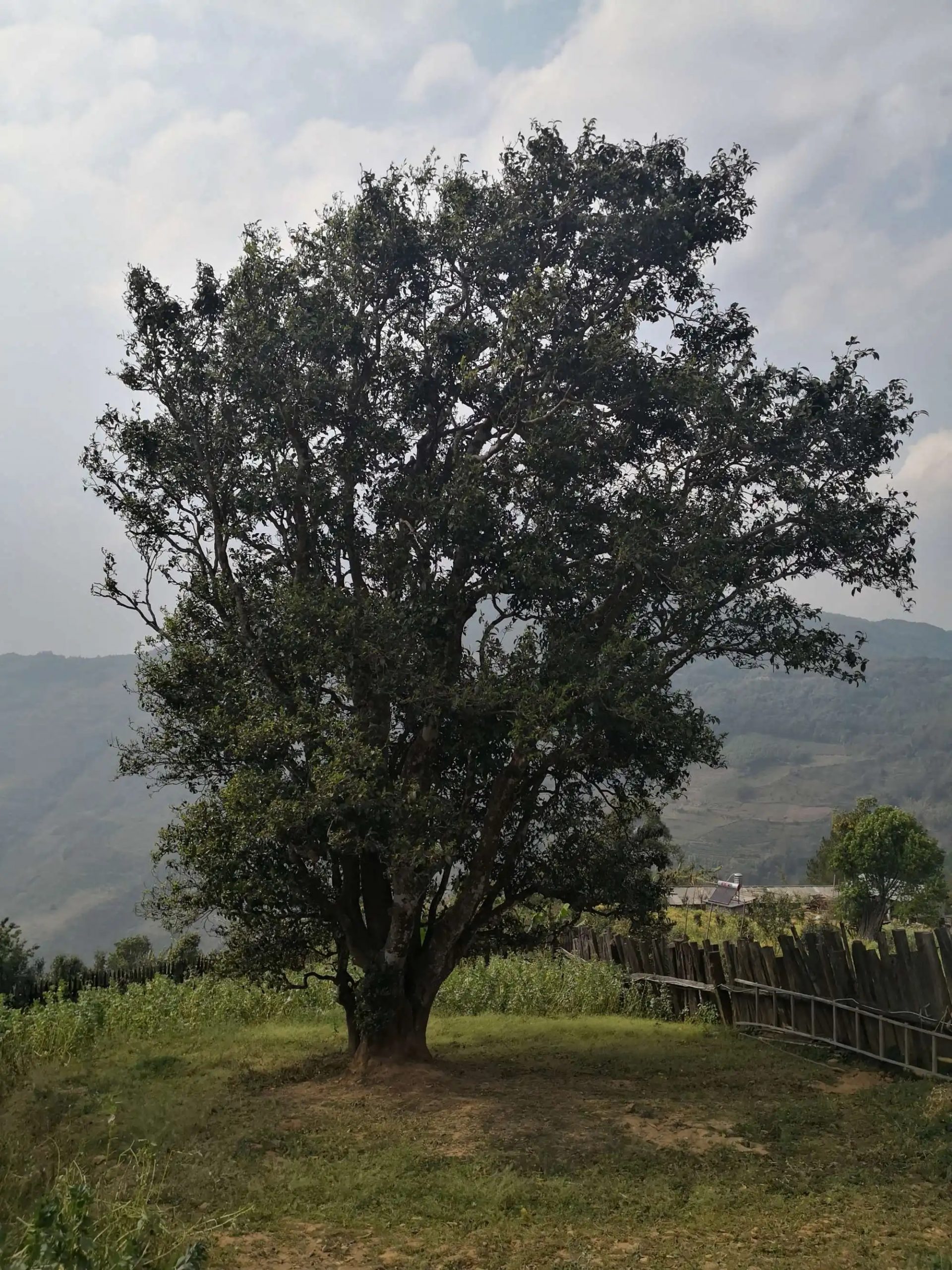 2023年邦崴古樹春茶口感怎么樣？