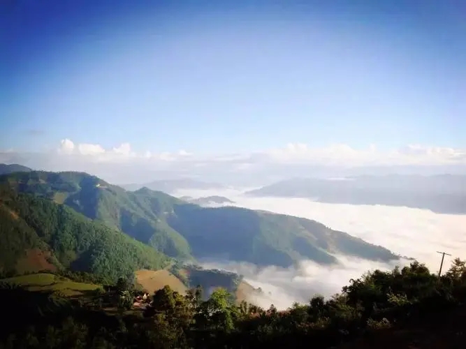 2023邦崴古樹春茶特點是什么？