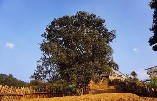 2023年邦崴古樹春茶價(jià)格多少？