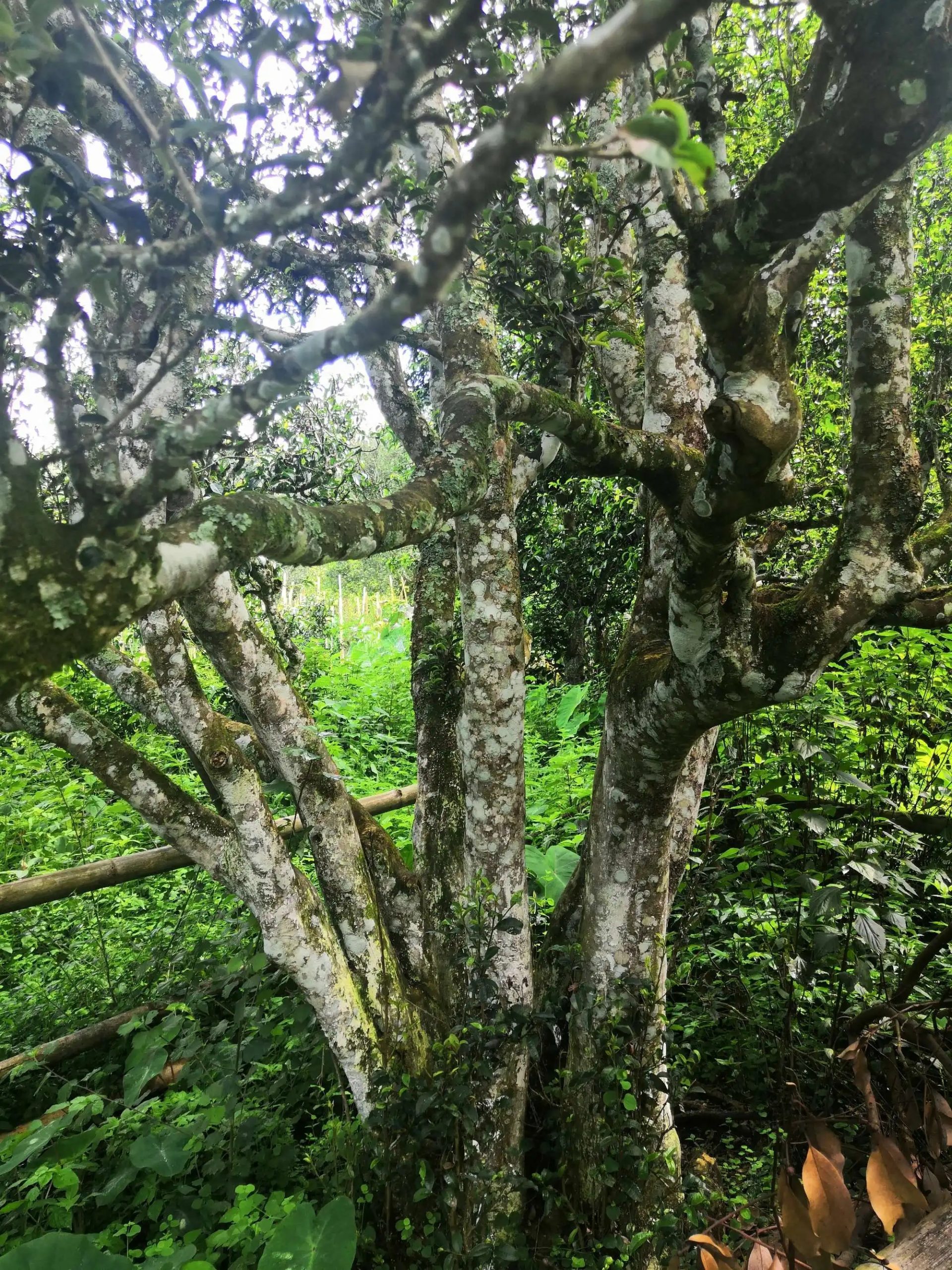 2023年困鹿山古樹春茶多少錢一公斤？