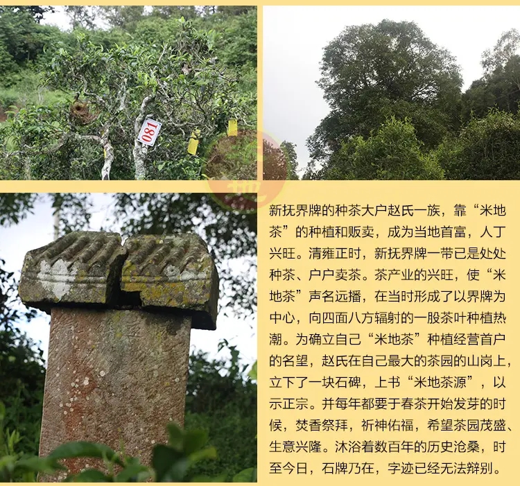 2023迷帝古樹春茶品質(zhì)如何？