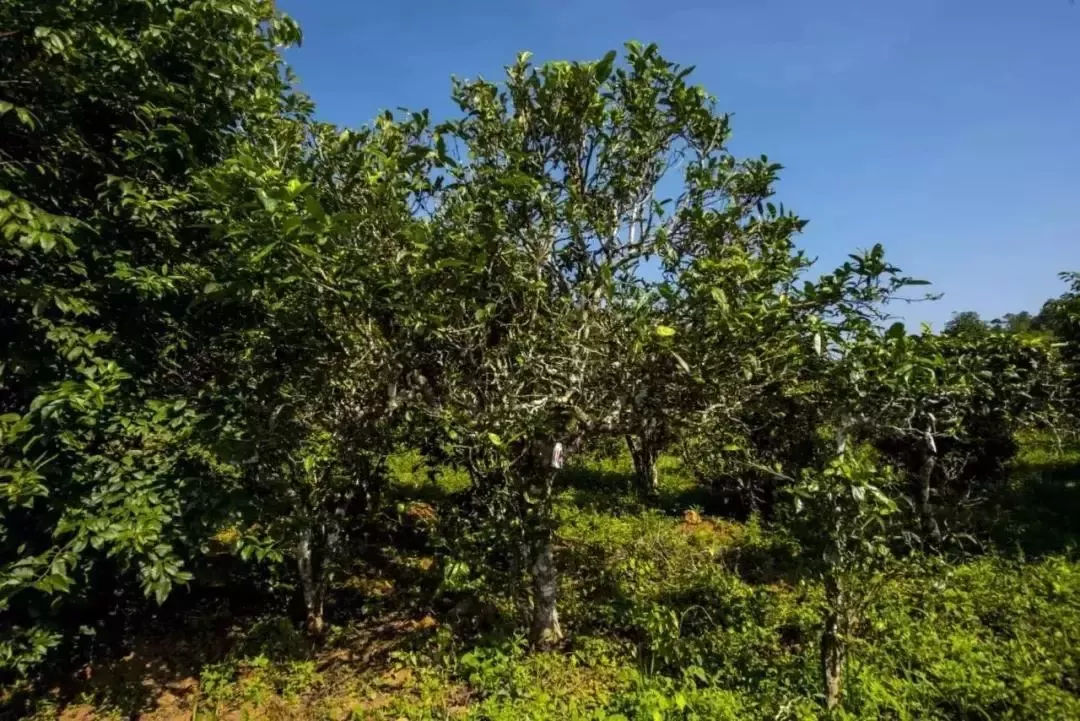 2023年迷帝古樹春茶口感怎么樣？