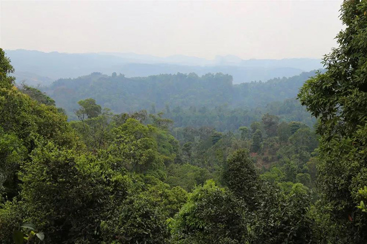 2023苦竹山古樹春茶口感怎么樣？