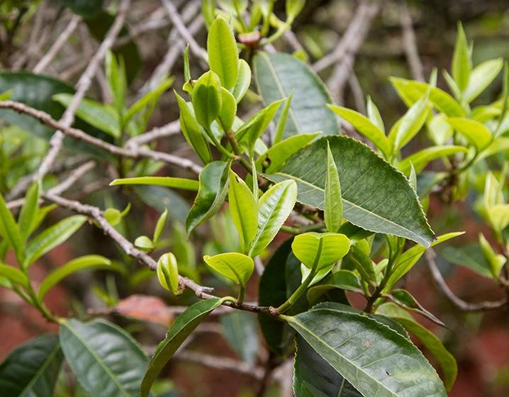 2023年苦竹山古樹春茶多少錢一公斤？