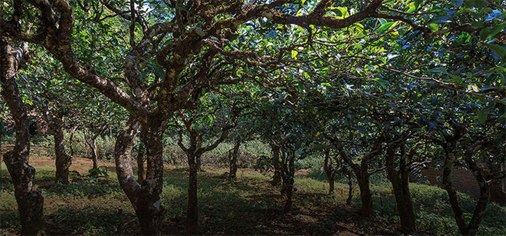 2023年小戶賽古樹春茶品質(zhì)怎么樣？