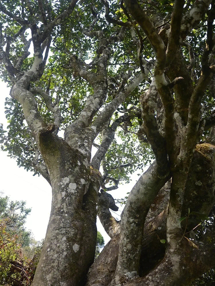 2023年白鶯山古樹春茶多少錢一公斤？