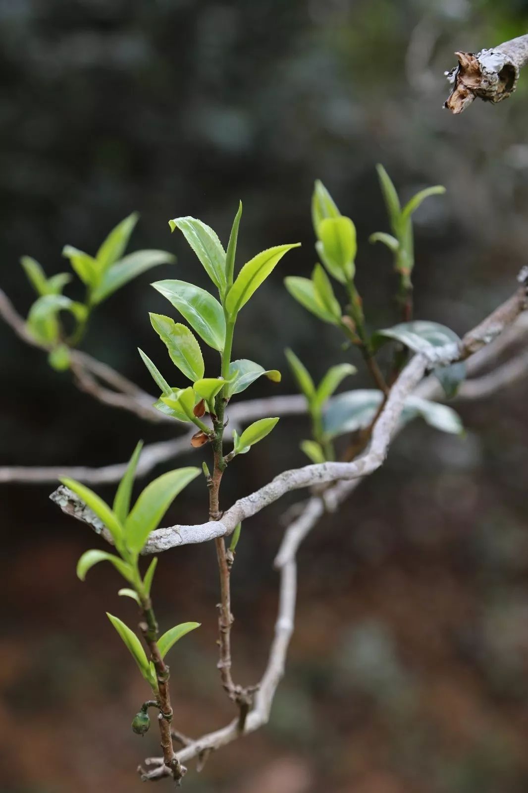2023年昔歸古樹春茶特點是什么？
