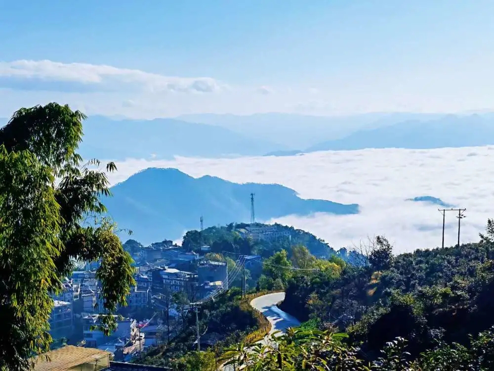 2023年邦東古樹春茶品質(zhì)如何？