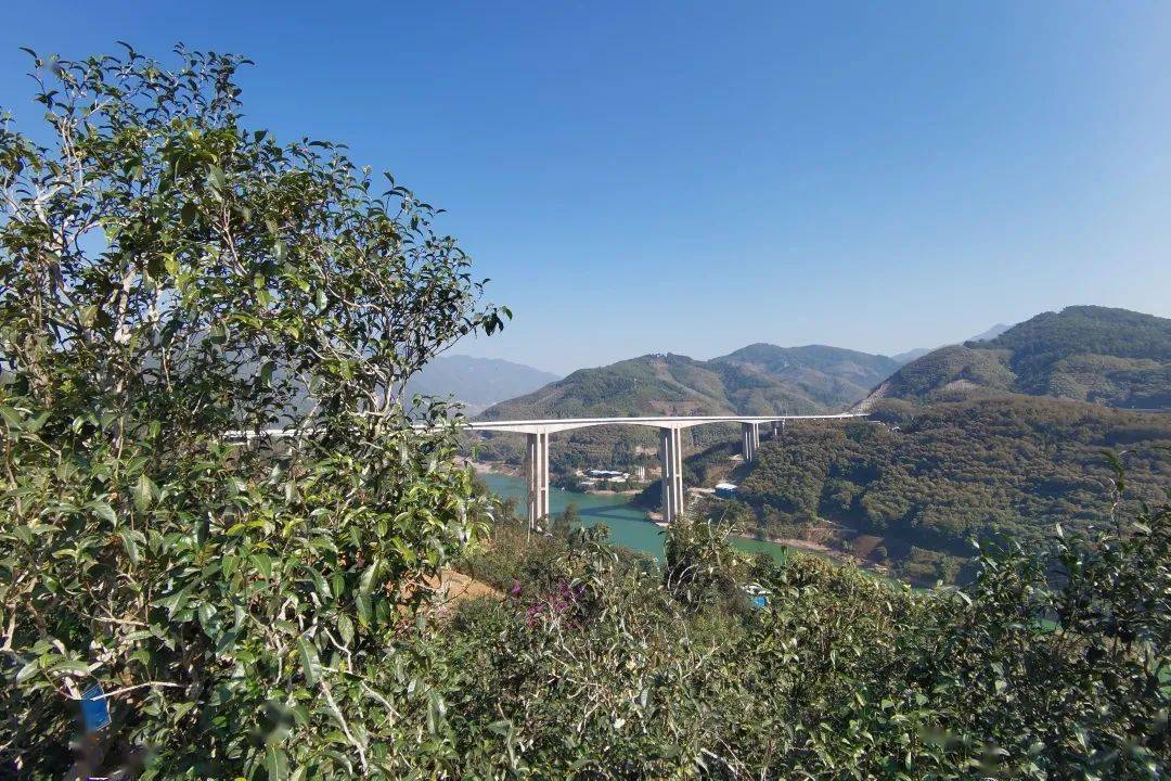 2023年邦東古樹春茶口感怎么樣？