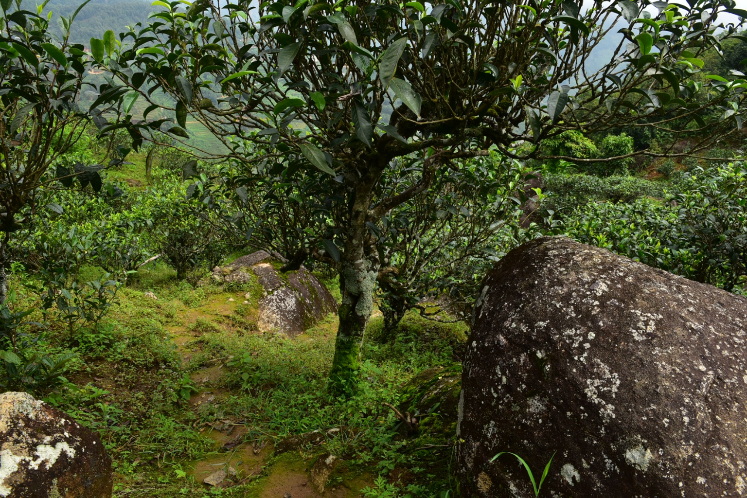 2023年邦東古樹春茶特點(diǎn)是什么？