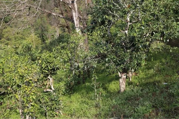 2023年大雪山古樹春茶價格是多少？