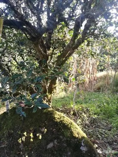 2023年那罕古樹春茶口感怎么樣？