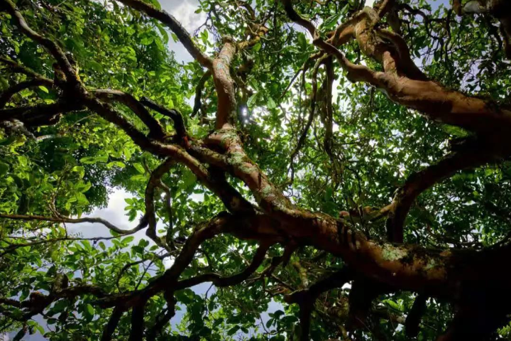 2023年那罕古樹春茶價格是多少？