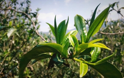 2023年小戶賽古樹春茶品質(zhì)怎么樣？