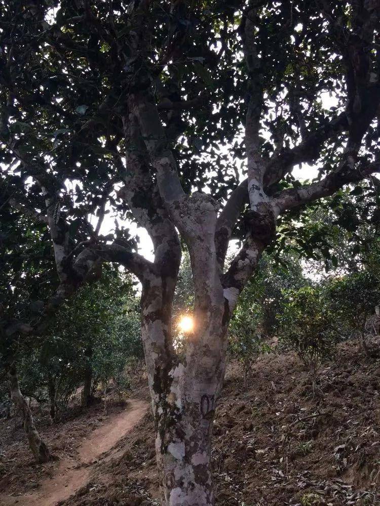 2023年小戶賽古樹春茶口感如何？