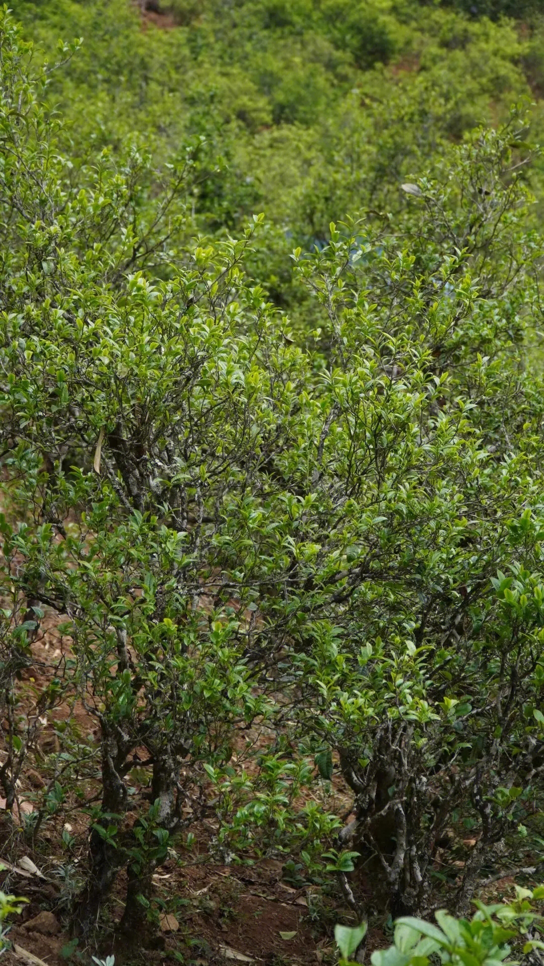 2023年壩糯古樹春茶特點(diǎn)是什么？