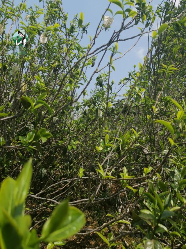 2023年壩糯古樹(shù)春茶價(jià)格是多少？