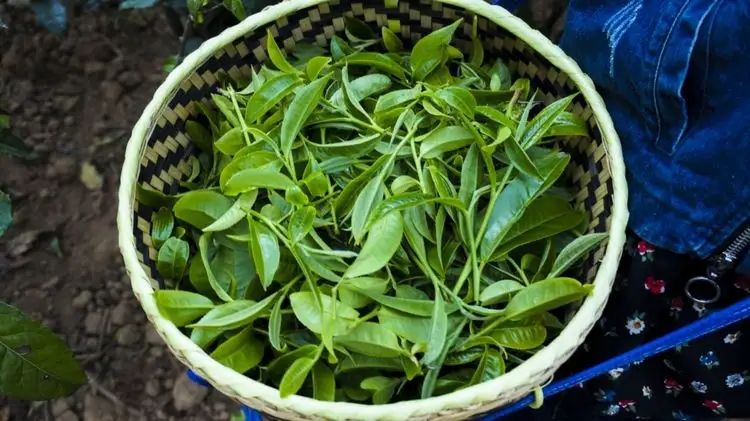 2023年那蕉古樹(shù)春茶特點(diǎn)是什么？