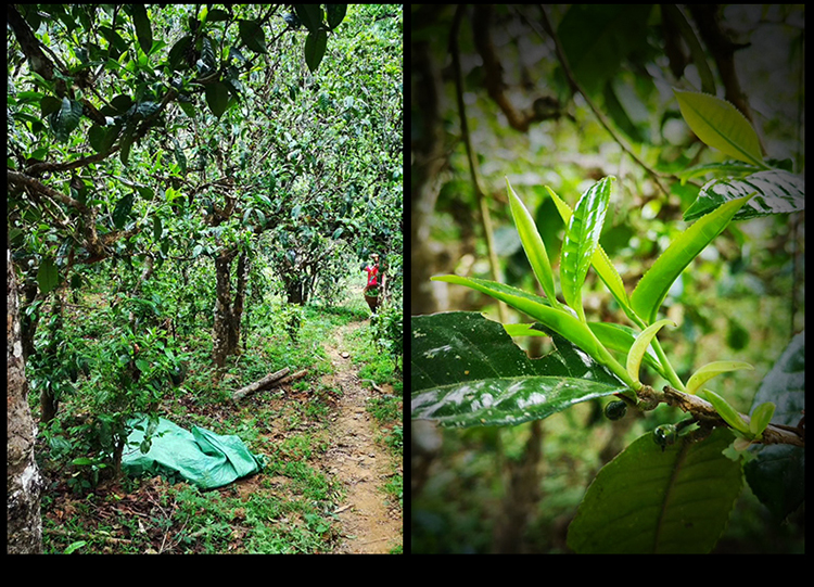 2023年南迫古樹春茶特點(diǎn)是什么？
