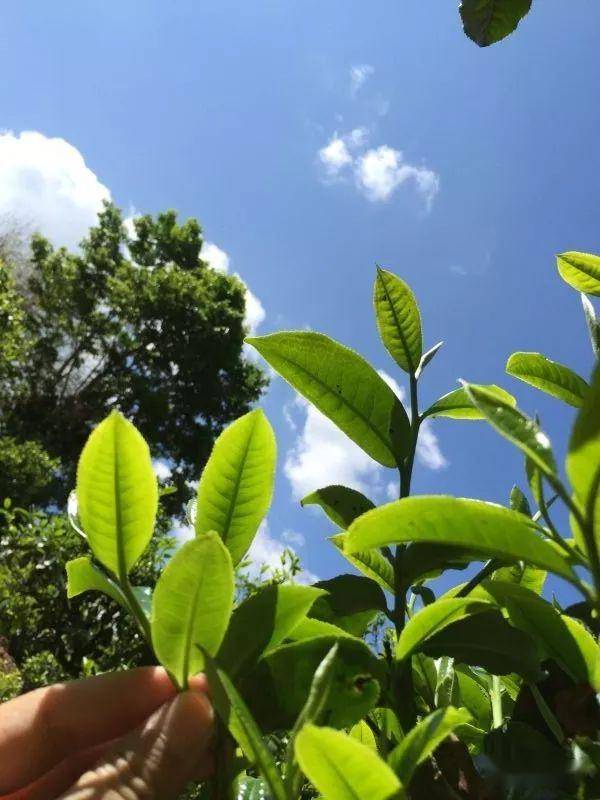 2023年南迫古樹春茶價(jià)格是多少？