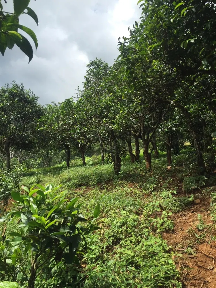 2023年地界古樹(shù)春茶特點(diǎn)是什么？