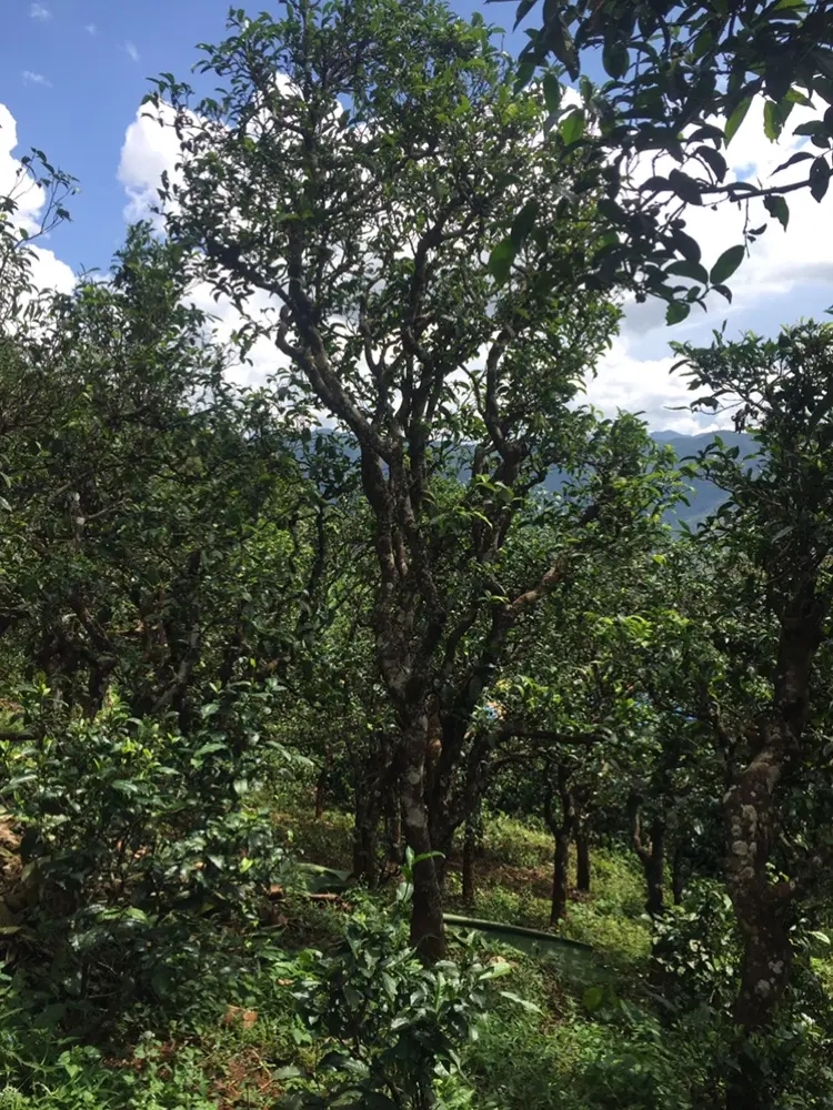 2023年地界古樹春茶多少錢一公斤？