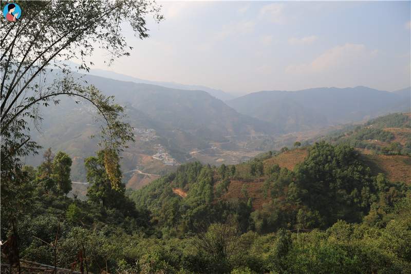 2023年壩歪古樹(shù)春茶品質(zhì)如何？