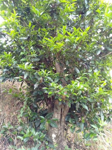 2023年壩歪古樹春茶口感怎么樣？