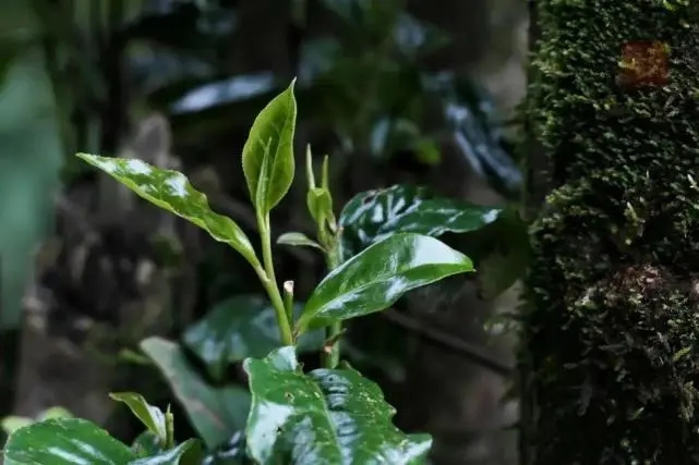 2023年薄荷塘古樹(shù)春茶品質(zhì)怎么樣？