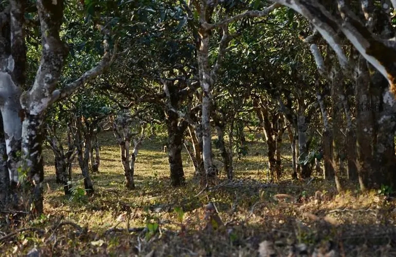 2023年彎弓古樹春茶特點(diǎn)是什么？