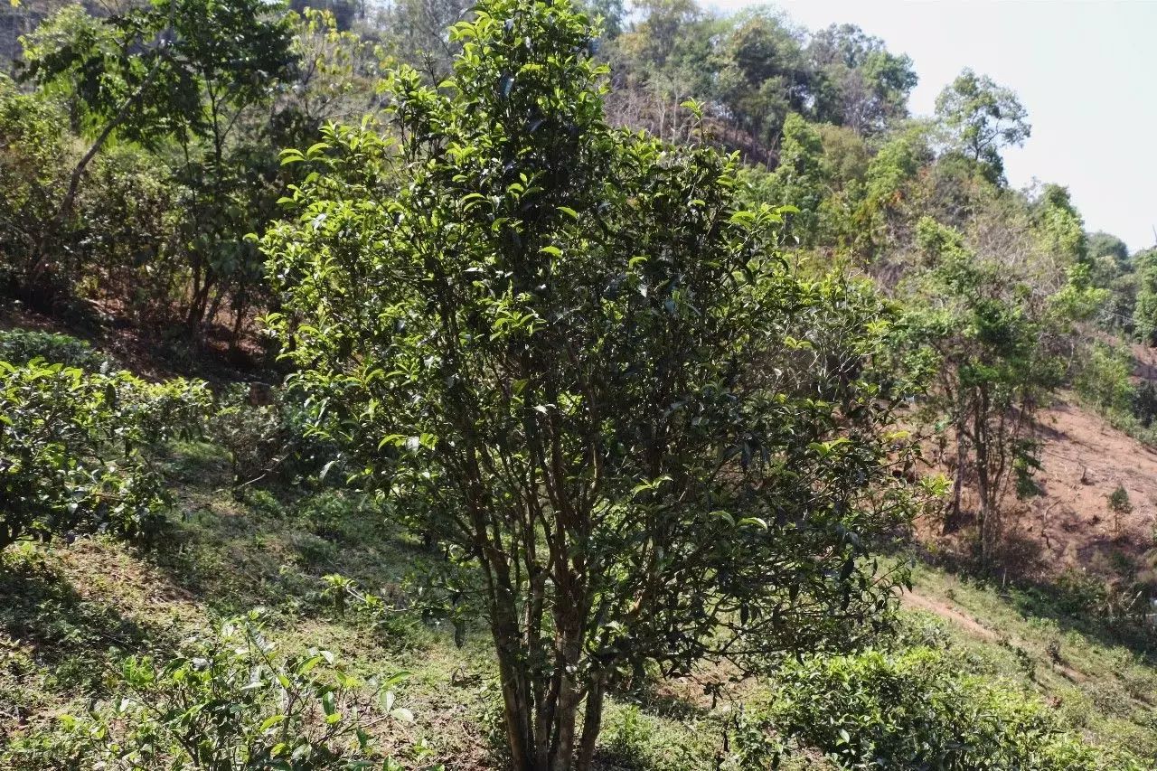 2023年彎弓古樹(shù)春茶價(jià)格是多少？