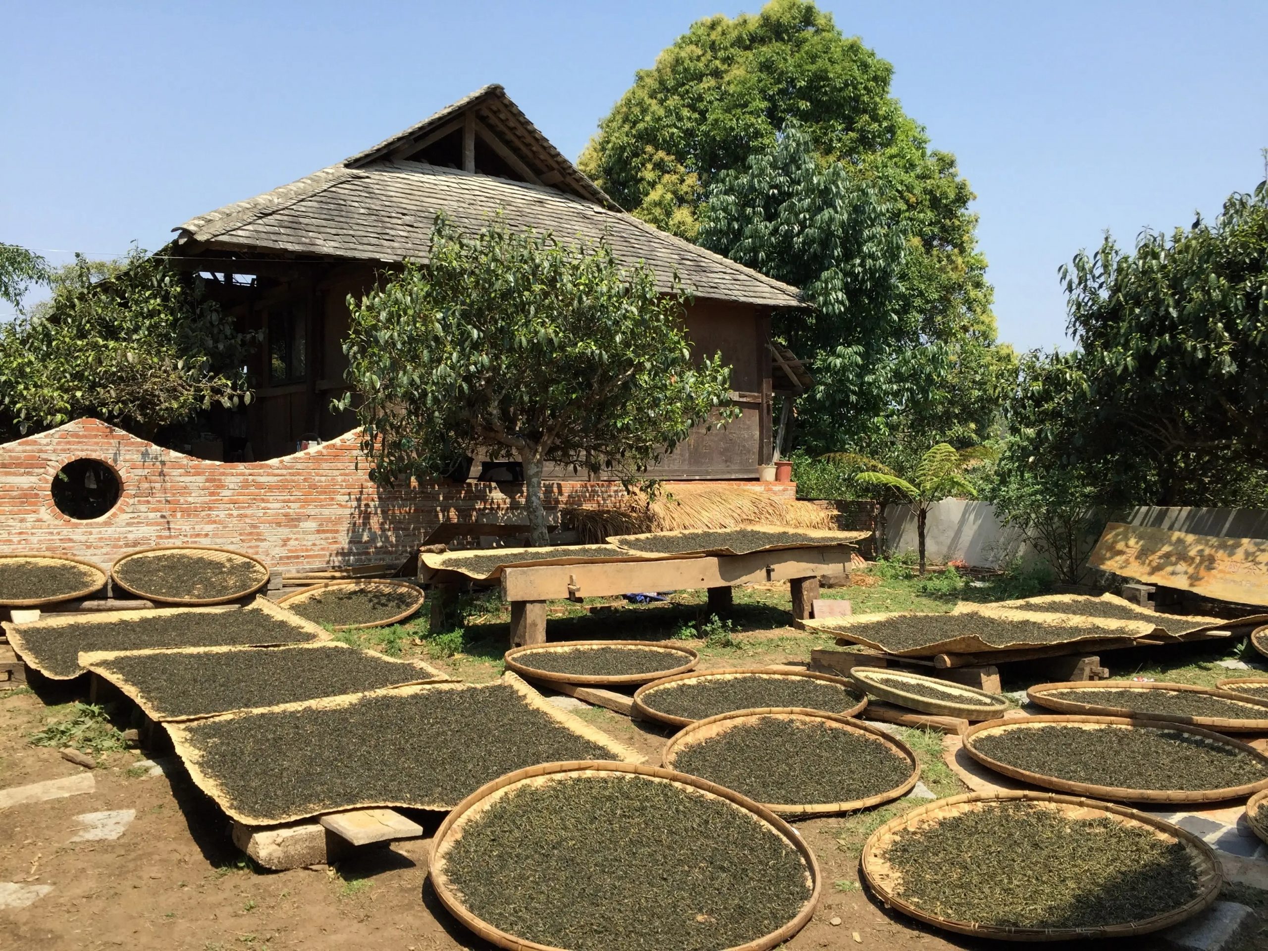 2023年彎弓古樹(shù)春茶多少一公斤？