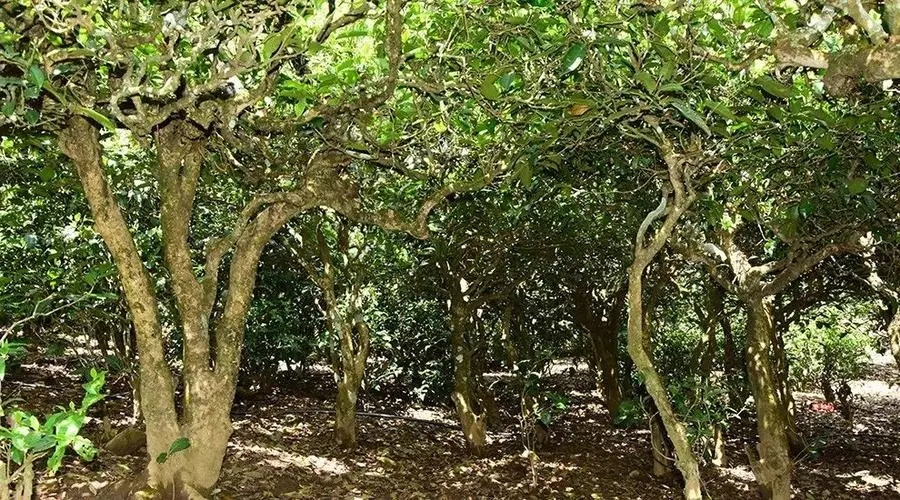 2023年勐庫大忠山古樹春茶多少錢一公斤？