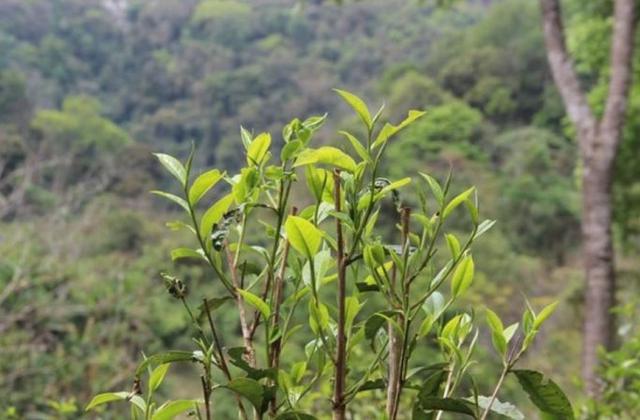 2023年勐庫那蕉古樹春茶品質(zhì)如何？