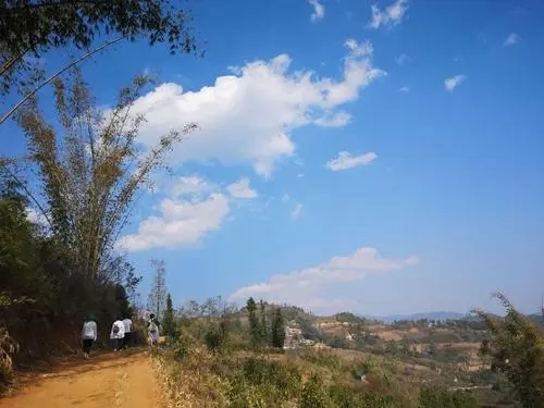 2023年勐庫豆腐寨古樹春茶特點(diǎn)是什么?