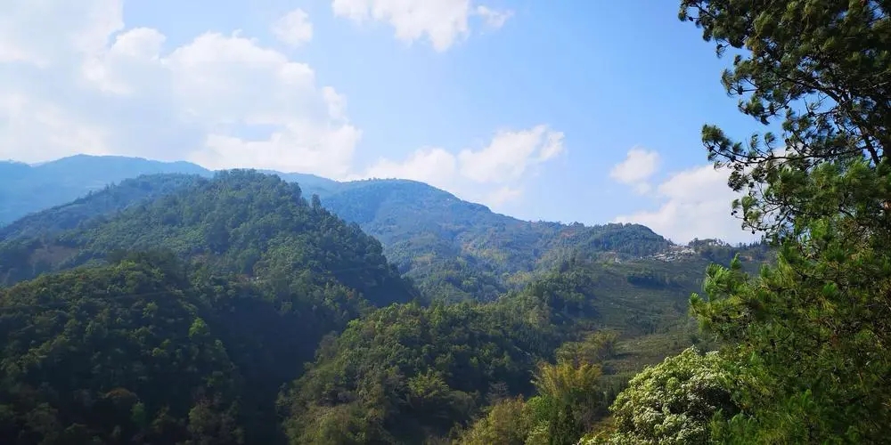 2023年勐庫豆腐寨古樹春茶品質(zhì)如何？