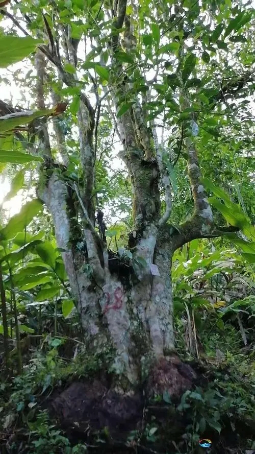 2023年麻栗坡古樹(shù)春茶品質(zhì)如何？