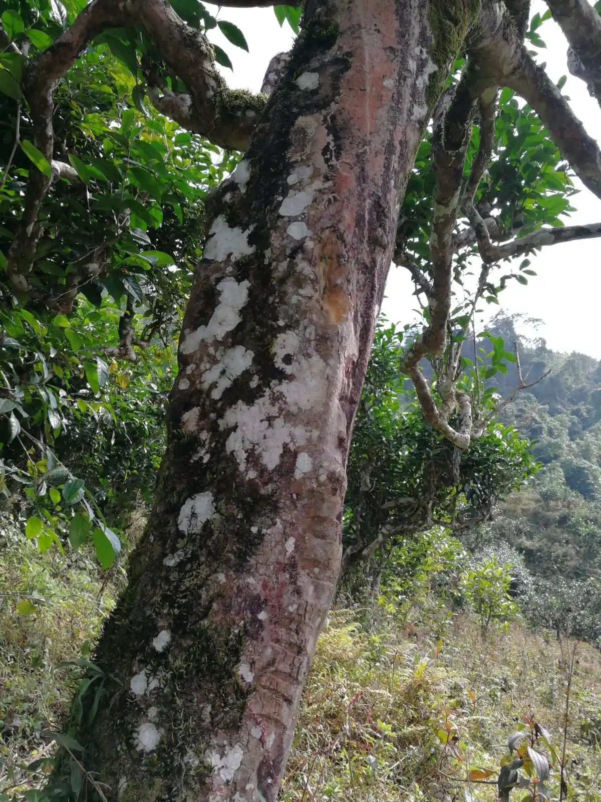 2023年麻栗坡古樹春茶特點是什么？