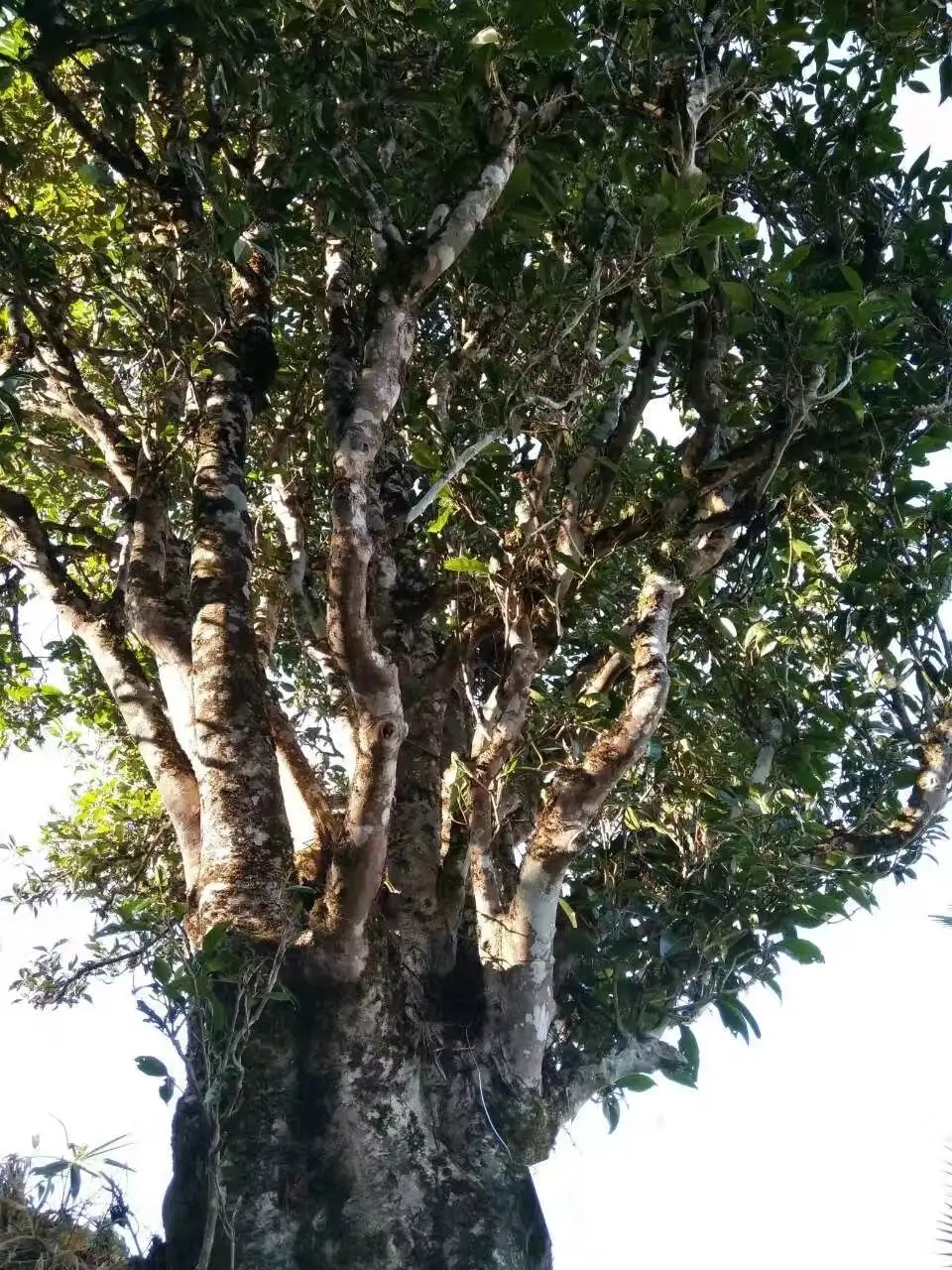 2023年麻栗坡古樹(shù)春茶口感怎么樣？