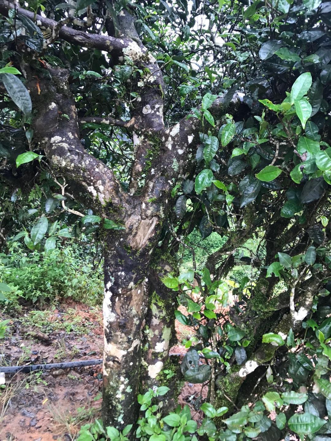 2023年麻栗坡古樹春茶價格是多少？