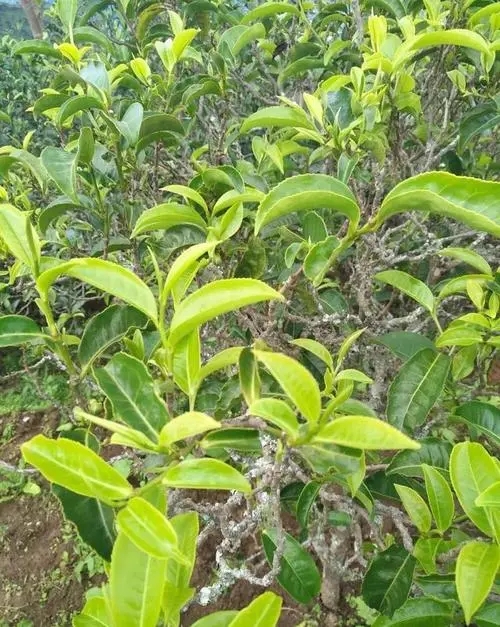 2023年鍋底塘古樹春茶口感如何？