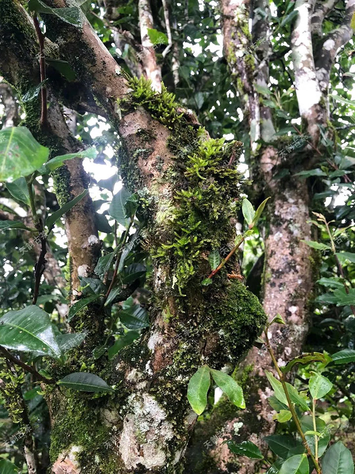 2023年永德大雪山古樹春茶品質(zhì)如何？