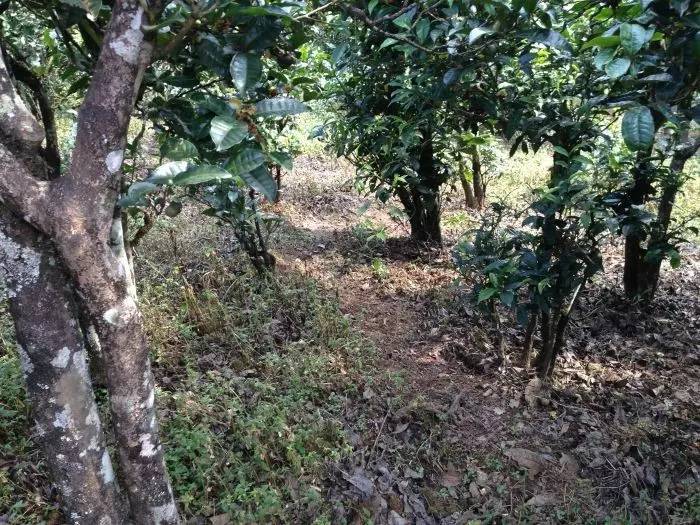 2023年永德大雪山古樹春茶價(jià)格是多少？