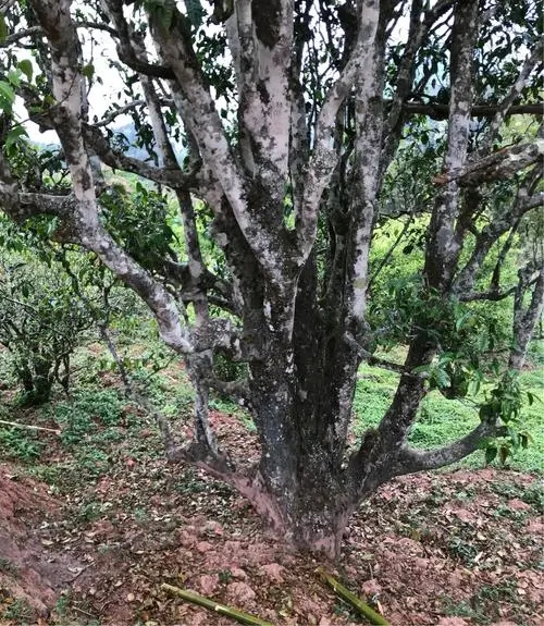 2023年易武張家灣古樹春茶特點(diǎn)是什么？