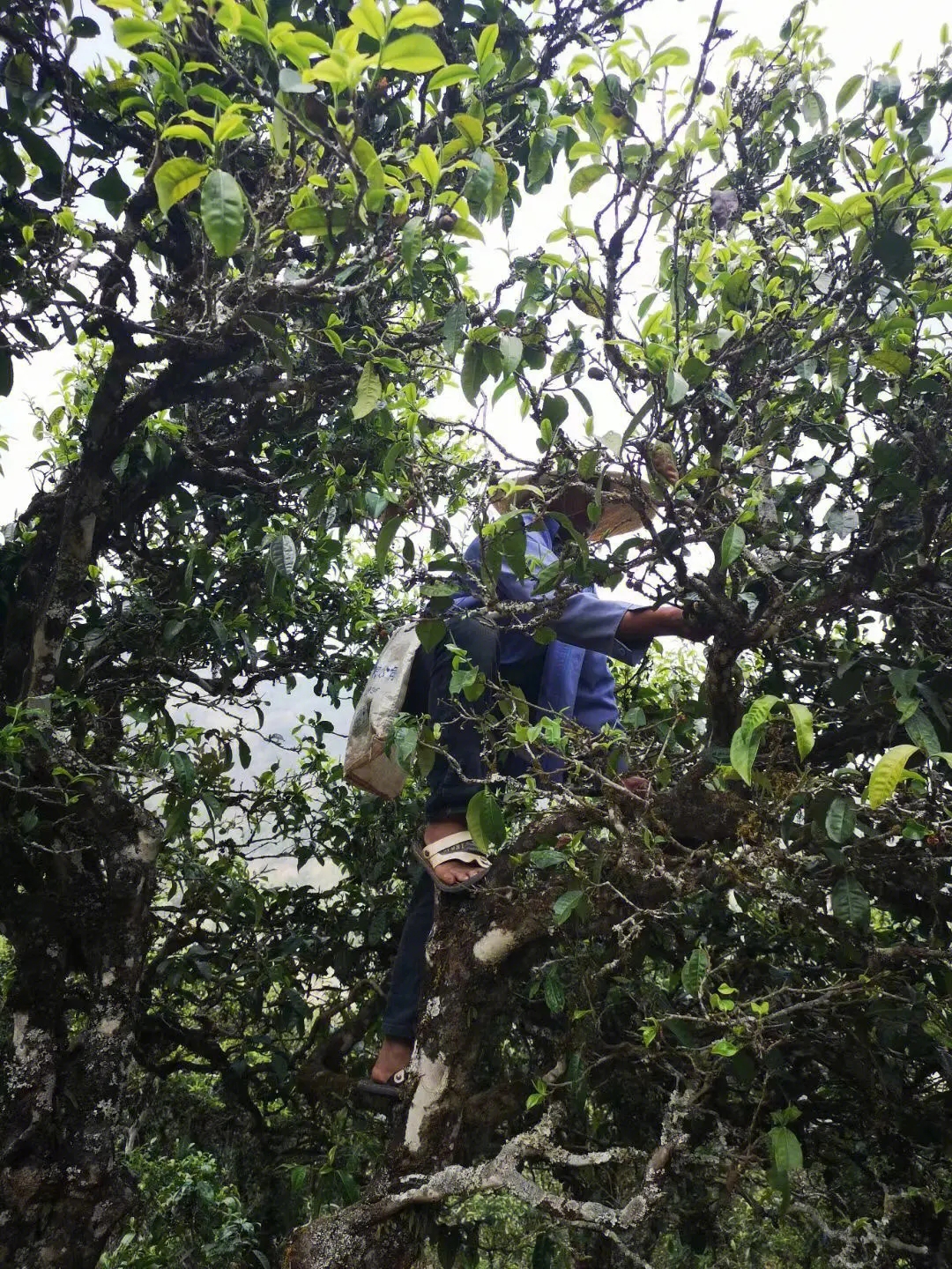 2023年寧洱擺尾箐古樹春茶品質(zhì)如何？