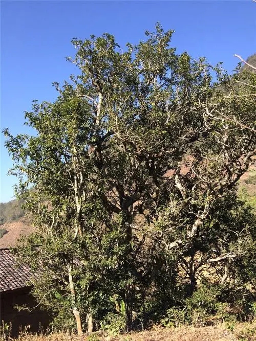 2023年寧洱擺尾箐古樹春茶價(jià)格是多少？