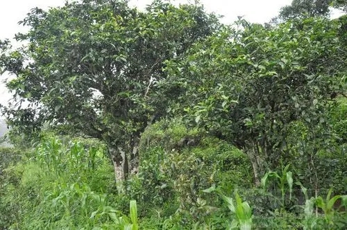 2023年鎮(zhèn)沅老海塘古樹春茶特點(diǎn) 是什么？