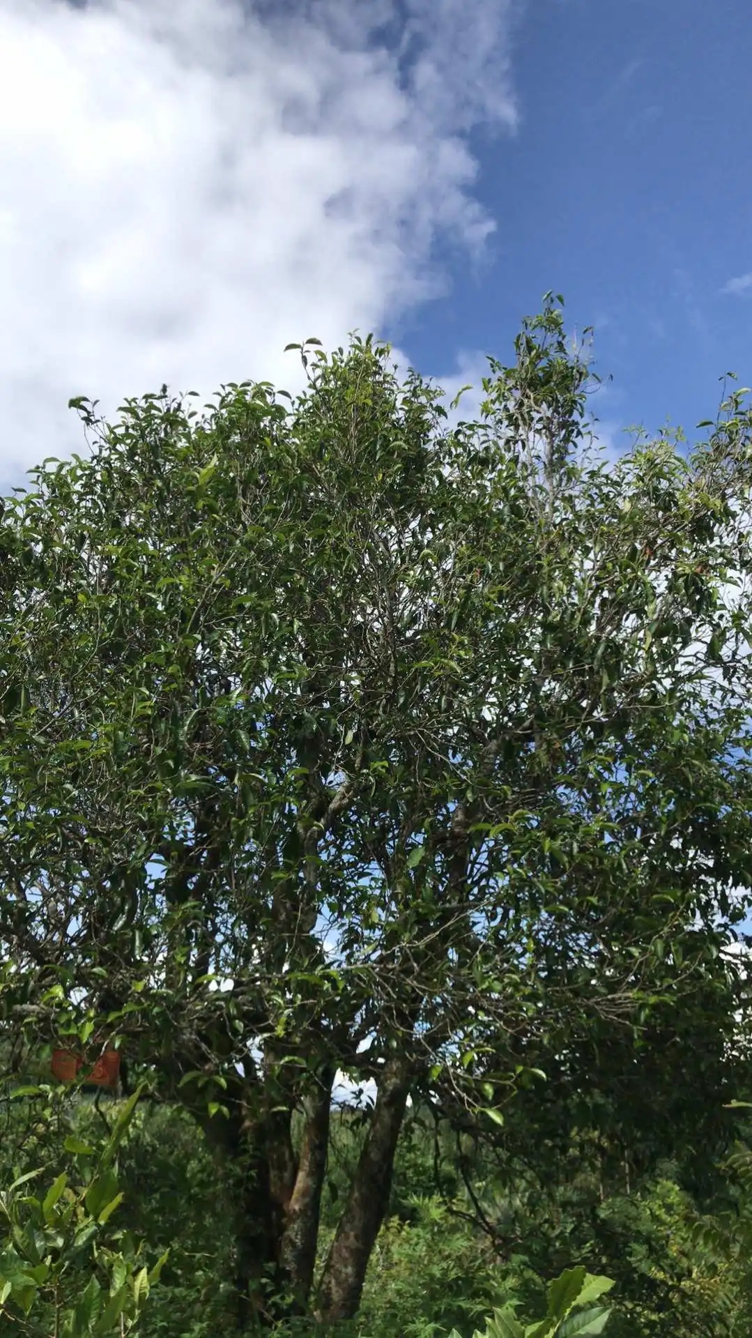 2023年鎮(zhèn)沅老烏山古樹春茶口感怎么樣？