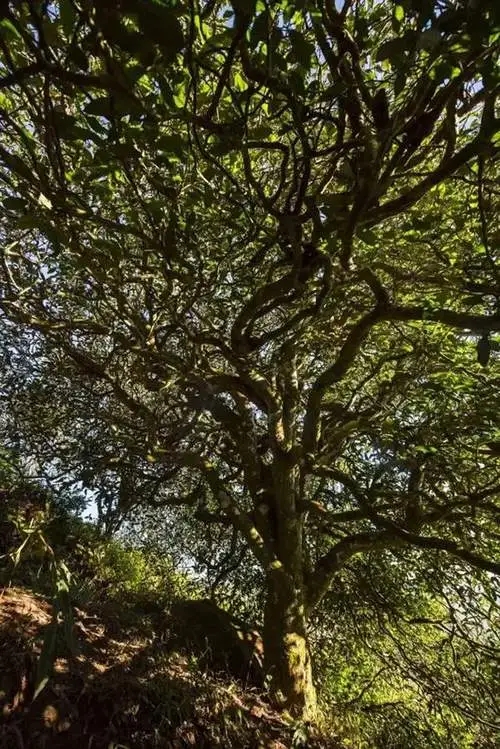 2023年鎮(zhèn)沅老烏山古樹春茶品質如何？