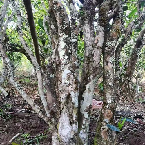 2023年鎮(zhèn)沅老烏山古樹(shù)春茶價(jià)格是多少？